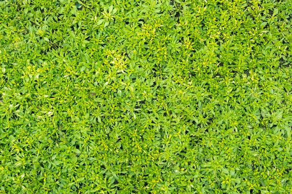 Blick Von Oben Auf Grünes Gras Natur Hintergrund — Stockfoto