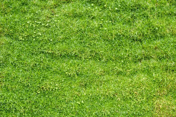 Blick Von Oben Auf Grünes Gras Natur Hintergrund — Stockfoto