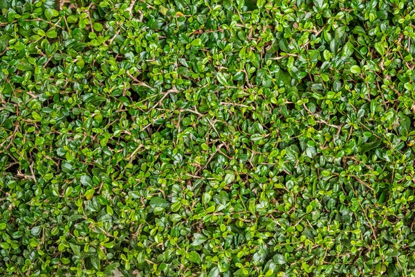 Ovanifrån Grönt Gräs Natur Bakgrund — Stockfoto