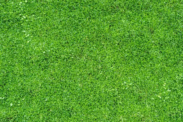 Blick Von Oben Auf Grünes Gras Natur Hintergrund — Stockfoto