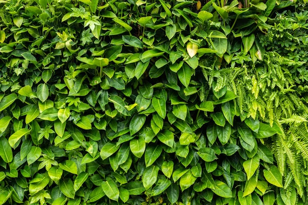 Top View Green Grass Nature Background — Stock Photo, Image