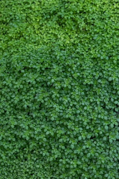 Top View Green Grass Nature Background — Stock Photo, Image