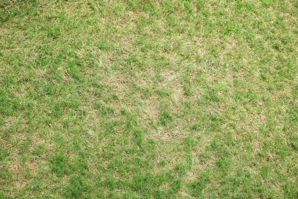 Blick Von Oben Auf Grünes Gras Natur Hintergrund — Stockfoto