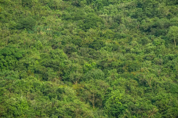 Ovanifrån Grönt Gräs Natur Bakgrund — Stockfoto