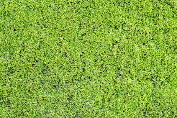 Blick Von Oben Auf Grünes Gras Natur Hintergrund — Stockfoto