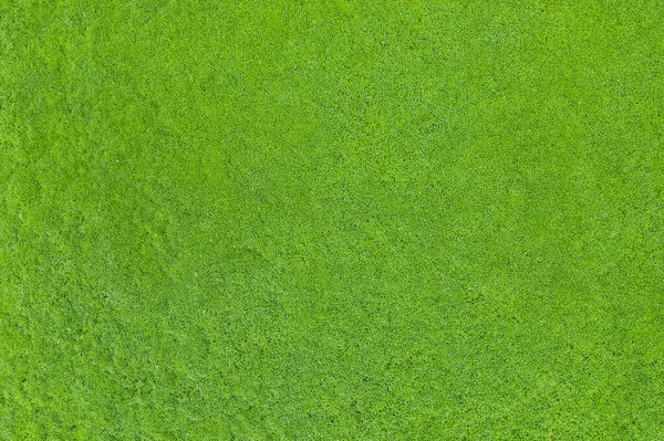 Ovanifrån Grönt Gräs Natur Bakgrund Stockbild