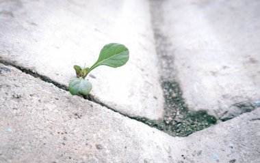 Oluktaki ve otlardaki eski beton yol yüzeyi