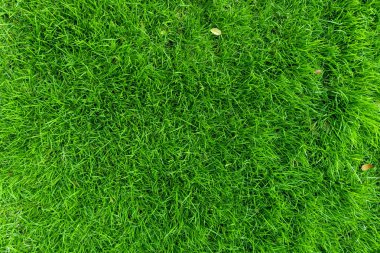 Üst görünümü kapat Yeşil çimen dokusu, Park yeşil çimen dokusu