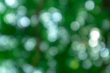 Bulanık, yeşil yaprakların odağı ve ağaçların arasında hayatta kalan ışık..