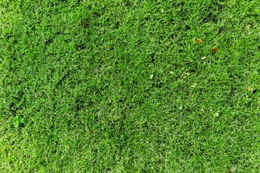 Üst görünümü kapat Yeşil çimen dokusu, Park yeşil çimen dokusu