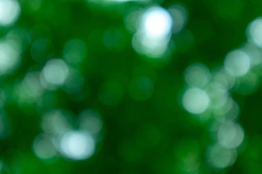 Bulanık, yeşil yaprakların odağı ve ağaçların arasında hayatta kalan ışık..