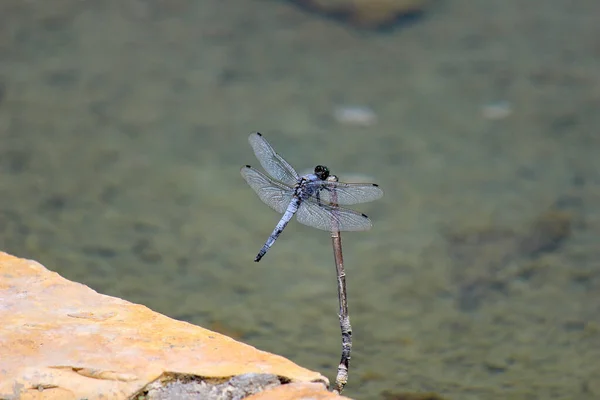 Close Libélula Azul Sentado Prego Perto Uma Lagoa Ródios Ilha — Fotografia de Stock