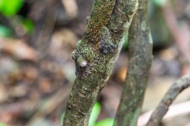 Madagaskar, Meraklı Ol, Afrika 'da Lokobe Doğa Koruma Alanı' nda kılık değiştirmiş yaprak kuyruklu kertenkele (uroplatus sikorae sameiti)