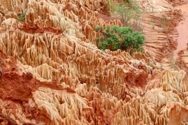 Madagaskar, Afrika 'daki Tsingy Rouge Park' ında kırmızı kumtaşı oluşumları ve iğneler (Tsingys)