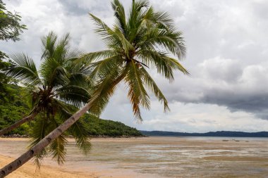 Palmiye ağaçlarıyla dolu bir sahil Meraklı Madagaskar Adası, Meraklı Ol, Afrika