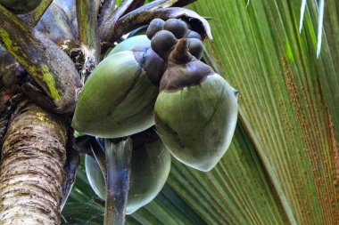 Unesco 'daki Seyşeller Palmiyesi' nin meyvesi. Doğal miras Vallee de Mai Adası praslin.