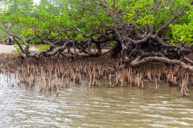 Mangrove Ormanı, Meraklı Sahildeki Orman Madagaskar, Afrika 'daki Ada