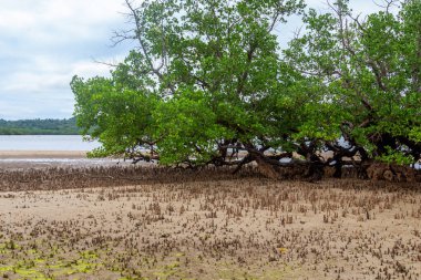 Mangrove Ormanı, Meraklı Sahildeki Orman Madagaskar, Afrika 'daki Ada