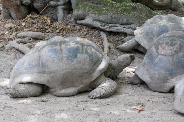 Seyşeller adasında dev kaplumbağalar (dipsochelys gigantea)