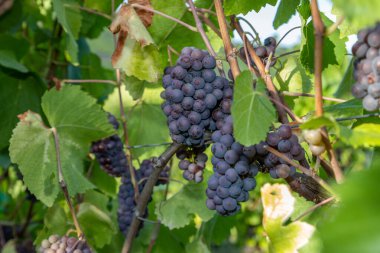 Moselle 'de Brauneberg' de üzüm bağında kırmızı şarap Pinot Gris.