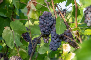 Red wine grape Pinot Gris in a vineyard in Brauneberg on the Moselle clipart