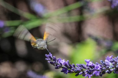 Uçan kolibri şahin güvesi, atmaca güvesi (makroglossum stellatarum) lavanta çiçeğinden nektar alan