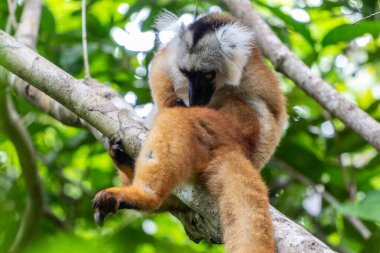 Lemur, Lokobe doğasında bir ağaçta oturuyor. Madagaskar 'da, Meraklı Ol' da, Afrika 'da katı bir rezerv.