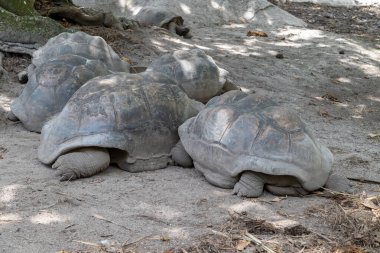 Seyşeller adasında dev kaplumbağalar (dipsochelys gigantea)
