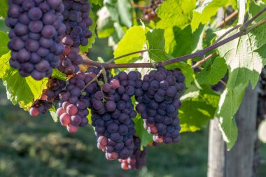 Moselle 'de Brauneberg' de üzüm bağında kırmızı şarap Pinot Gris.