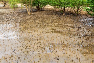 Mangrove Ormanı, Meraklı Sahildeki Orman Madagaskar, Afrika 'daki Ada