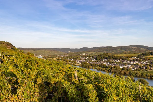 Panoramiczny Widok Dolinę Moselle Winiarnią Brauneberg Tle Słoneczny Jesienny Dzień — Zdjęcie stockowe