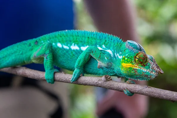 Lokobe 'deki erkek panter bukalemununa (Furcifer pardalis) yakın plan Madagaskar' da, Meraklı Ol, Afrika 'da katı koruma alanı