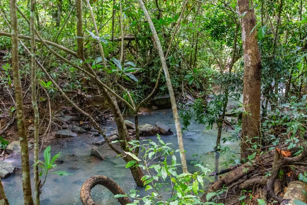 Selva Tropical Con Curso Agua Naturaleza Lokobe Estricta Reserva Madagascar —  Fotos de Stock