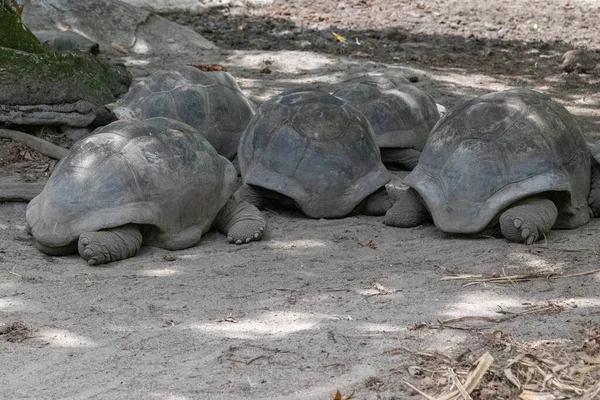 Jättesköldpaddor Dipsochelys Gigantea Seychellerna Digue — Stockfoto