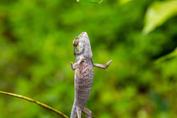 Close Upright Standing Panther Chameleon Furcifer Pardalis Lokobe Nature Strict — Stock Photo, Image