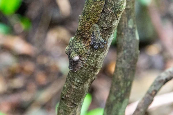 Getarnter Blattschwanzgecko Uroplatus Sikorae Sameiti Naturschutzgebiet Lokobe Madagascar Neugierig Sein — Stockfoto