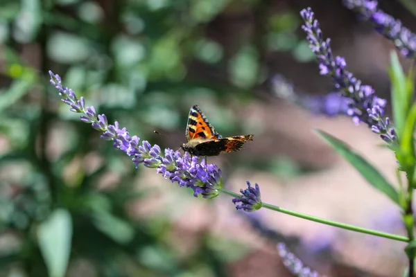 Kleiner Schildkrötenpanzer Aglais Urticae Schmetterling Der Nektar Aus Lavendelblüten Nimmt — Stockfoto