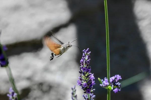 Fliegender Kolibri Falkenfalter Kolibri Falkenfalter Macroglossum Stellatarum Der Nektar Aus — Stockfoto
