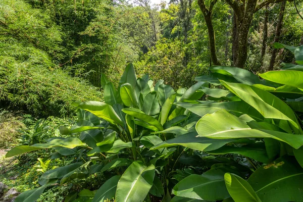 Paisaje Verde Con Plantas Silvestres Árboles Interior Isla Reunión Océano —  Fotos de Stock