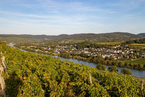 Panoramisch Uitzicht Het Moezeldal Met Het Wijndorp Brauneberg Achtergrond Een — Stockfoto