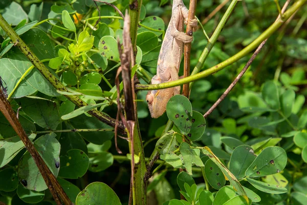 Female Panther chameleon (Furcifer pardalis) in Lokobe nature strict reserve in Madagascar, Nosy Be, Africa