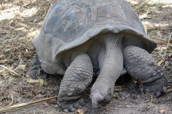 Reuzenschildpadden Dipsochelys Gigantea Het Eiland Digue Van Seychellen — Stockfoto