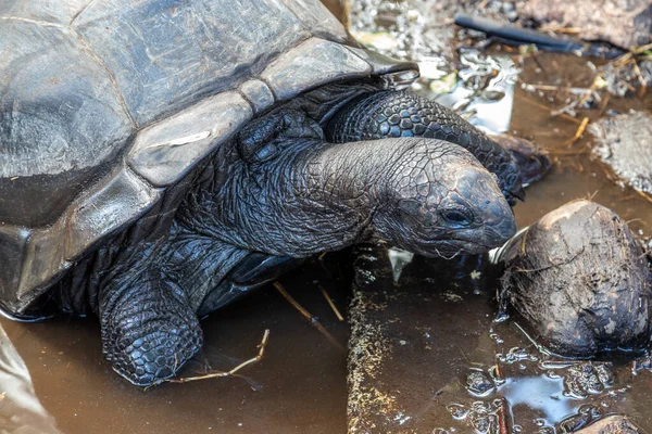 Reuzenlandschildpadden Dipsochelys Gigantea Het Eiland Praslin Van Seychellen — Stockfoto