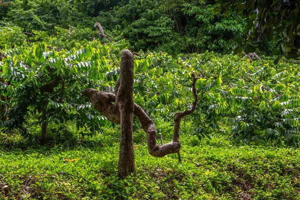 Plantación Con Árboles Ylang Ylang Isla Nosy Madagascar —  Fotos de Stock