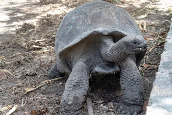 Τεράστιες Χελώνες Dipsochelys Gigantea Στο Νησί Των Σεϋχελλών Digue — Φωτογραφία Αρχείου