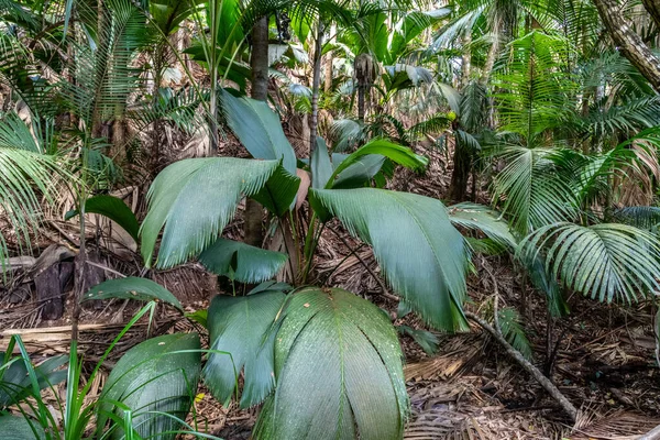 Patrimonio Humanidad Unesco Vallee Mai Con Coco Mer Palms Isla —  Fotos de Stock