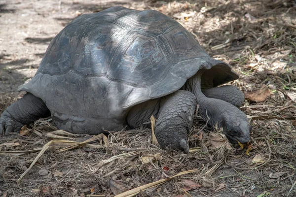 Reuzenschildpadden Dipsochelys Gigantea Het Eiland Digue Van Seychellen — Stockfoto