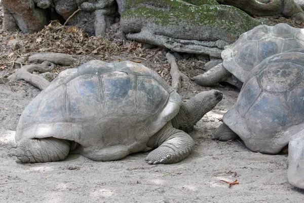 Τεράστιες Χελώνες Dipsochelys Gigantea Στο Νησί Των Σεϋχελλών Digue — Φωτογραφία Αρχείου