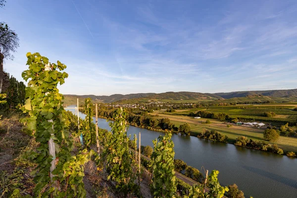 Panoramiczny Widok Dolinę Moselle Winiarnią Brauneberg Tle Słoneczny Jesienny Dzień — Zdjęcie stockowe