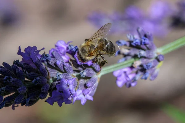 Κοντινό Πλάνο Ιπτάμενης Μέλισσας Κοντά Άνθη Λεβάντας — Φωτογραφία Αρχείου